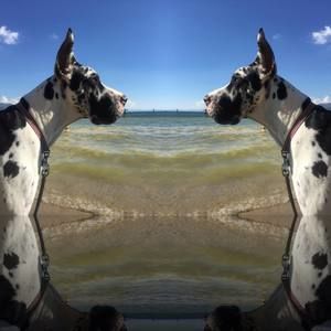 Meet your Posher, Dezzi